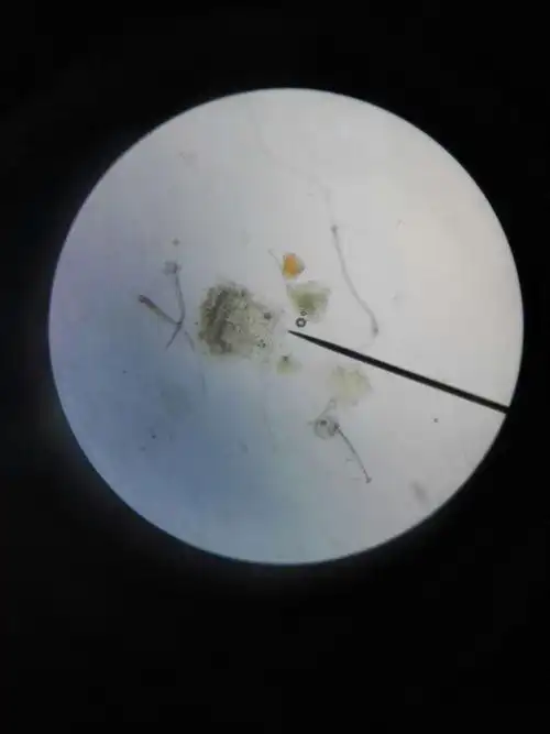 (2)金银花-非腺毛