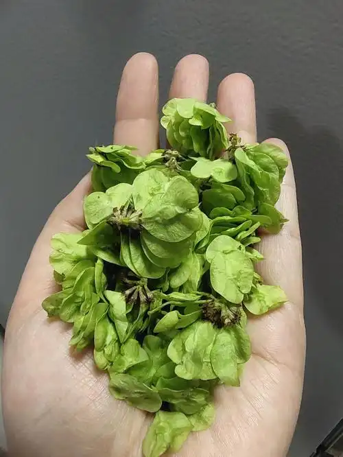 晚上遛弯发现了榆钱树