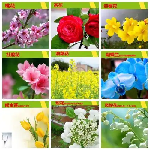 活动二:春天的花朵 春天里花儿五颜六色,你看到了哪些花了呢?