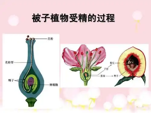 被子植物受精的过程