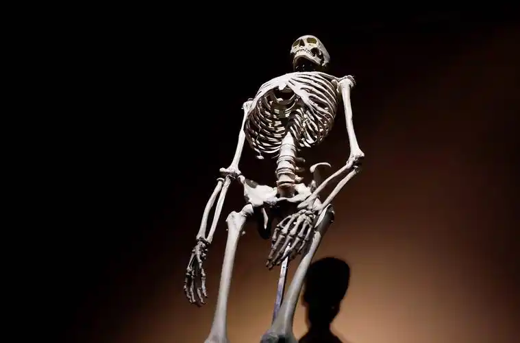 柏林自然历史博物馆重新开放