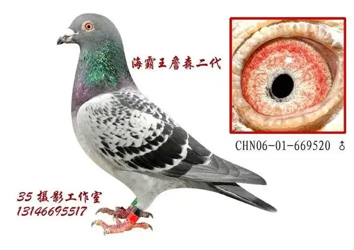 海霸王詹森二代_m12_育龙鸽舍 - 赛鸽资讯网