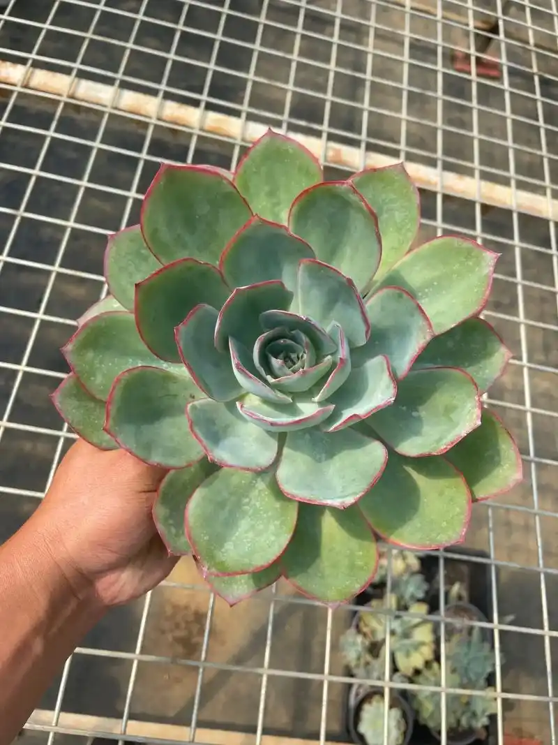 多肉植物 ,美国蓝光 - 抖音