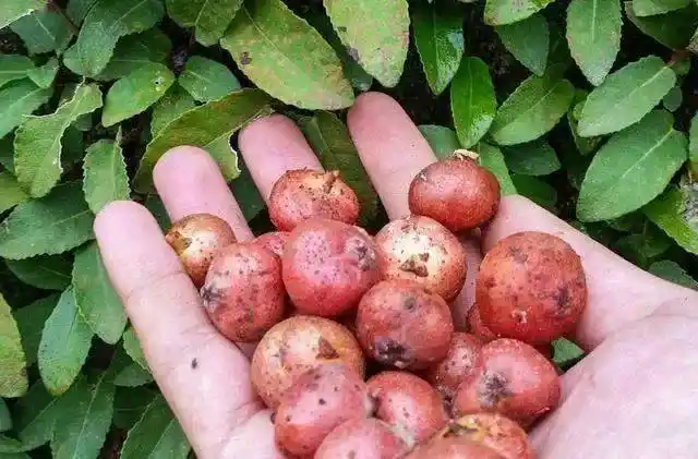 野生植物小时候的味道这种野果都是每个乐山的农村娃娃想起和小伙伴们