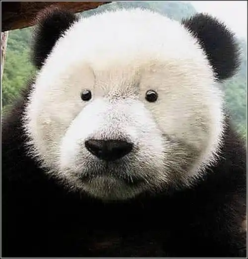 如果说熊猫的黑眼圈是为了保护眼睛,为什么北极熊没进化出黑眼圈