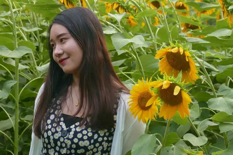 美美醉梦于葵花海中美女