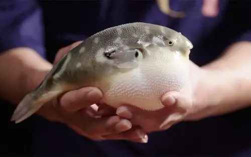 死前必吃清单之河豚听美食大师蔡澜怎么说