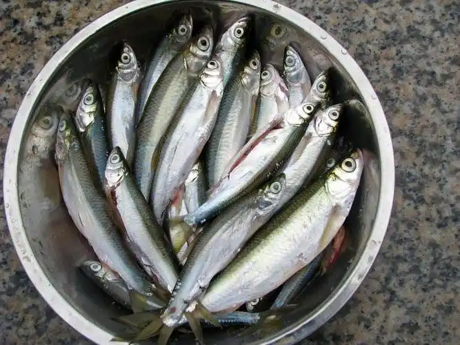 蓝刀鱼成群结队,气温高,气候佳的清晨,太阳未升起时