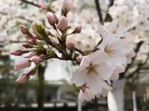 鲁迅公园喊你去赏樱 满树烂漫,如云似霞_新浪上海_新浪网