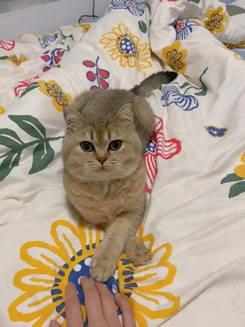 浦东泥城金渐层25色领养