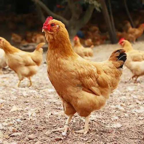 胡须鸡鸡苗抗病强出场包疫苗出运输存活全国发货