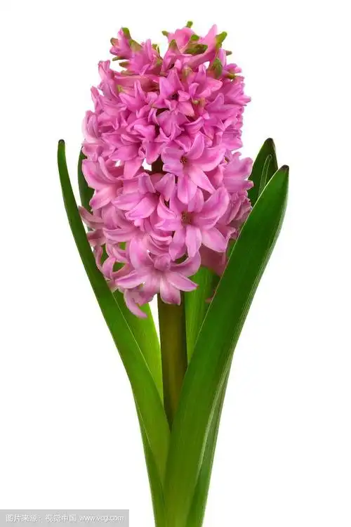 粉色风信子