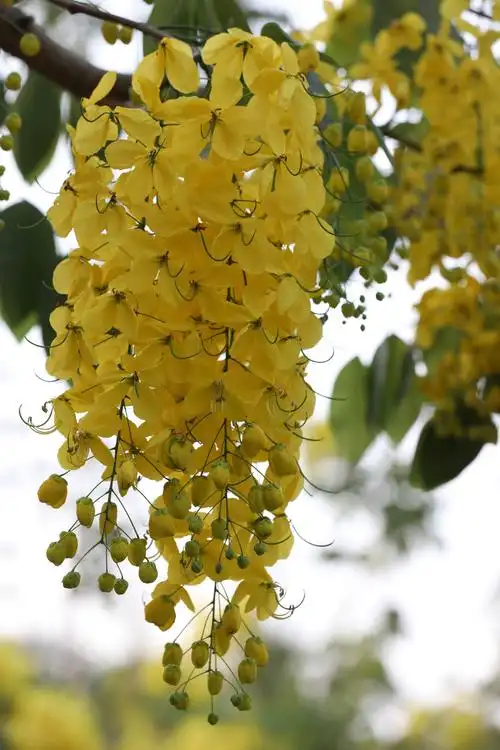 5月,绽放的腊肠树花!