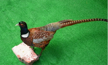 包邮公母竹鸡野鸡标本 画眉水鸡标本 假媒 家居装饰品 教学标本