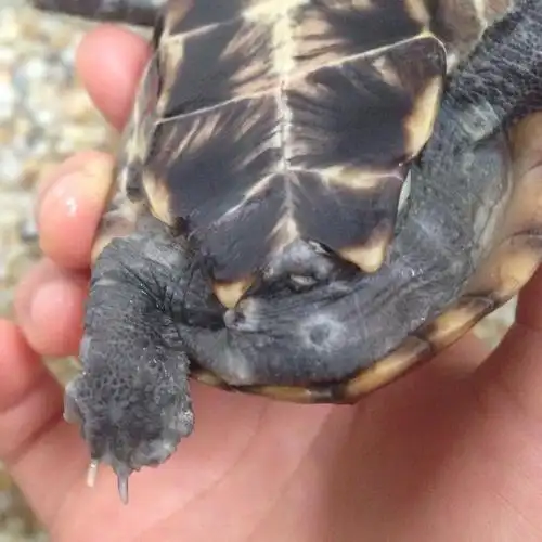 这我家小龟这是腐皮病么,是的话我要怎么办?