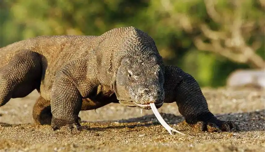 现存最大的蜥蜴,被"神话"的科莫多巨蜥,其真正实力到底如何?
