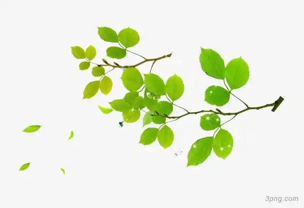 绿色树叶树枝装饰图案