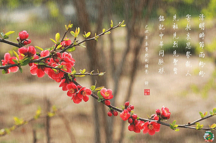 绝美的动态花鸟组图 - 白石秋水 - 白石秋水