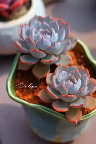 我要种一百盆蓝石莲!多肉植物肉肉盆栽