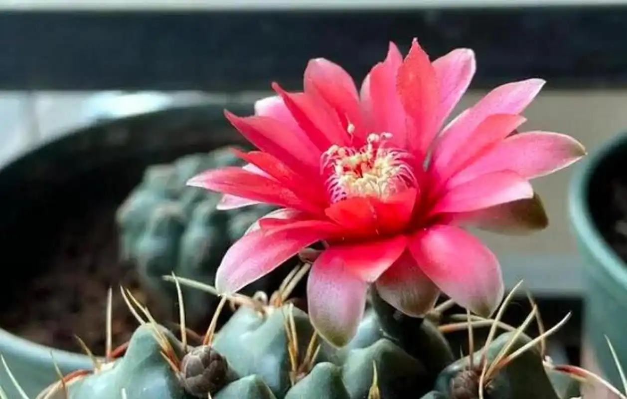 仙人球中勤花品种就是是绯花玉,绯花玉是仙人掌科,裸萼球属多肉植物