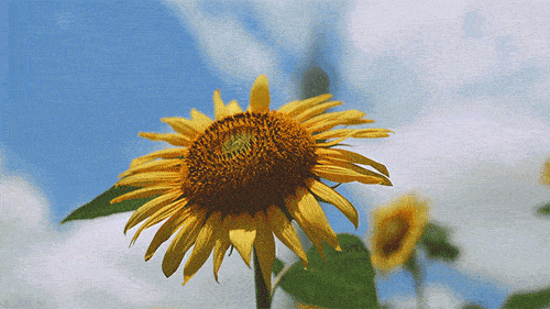 美翻了广州塔下的向日葵花海拍照太太太太梦幻了