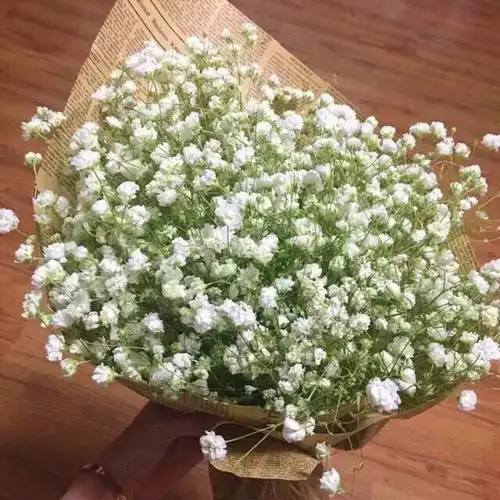 满天星 花语为:清纯,关怀 情感上,代表着"甘愿做配角的爱".