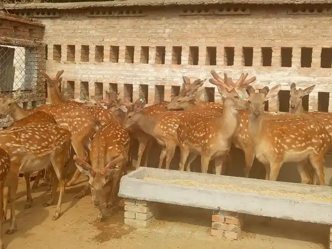 梅花鹿大型养殖基地