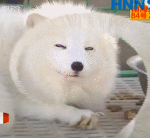 317_292gif 动态图 动图