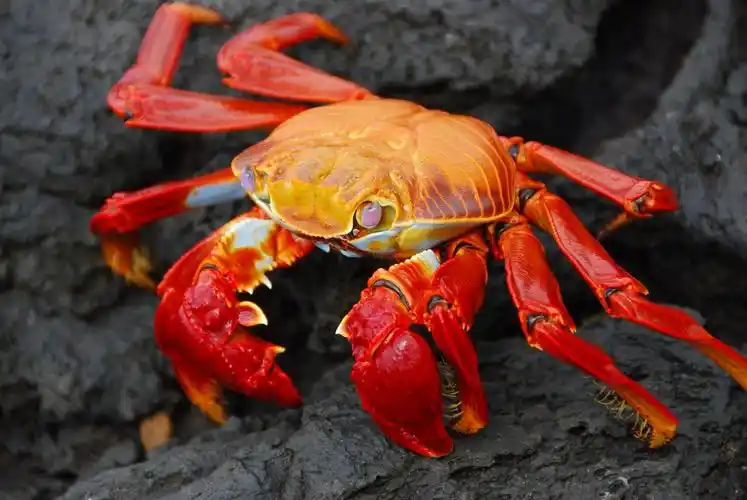 自然动物螃蟹grapsuscrustaceans颜色红色艺术设计摄影宏crabsanimals