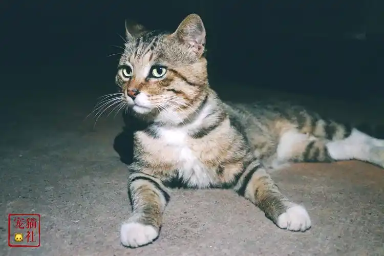 狸花猫价格性格一览