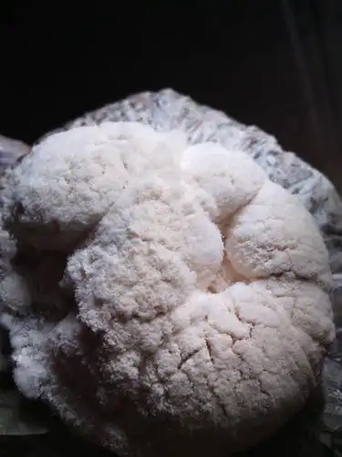 平菇普遍长了链包霉应该怎样补救 急