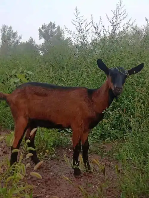 喂养红鹿奶山羊的小贴士