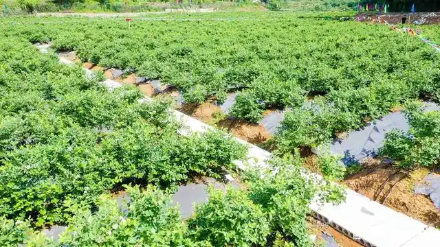 宜都五眼泉镇新添一蓝莓采摘基地,本月底开园迎客!