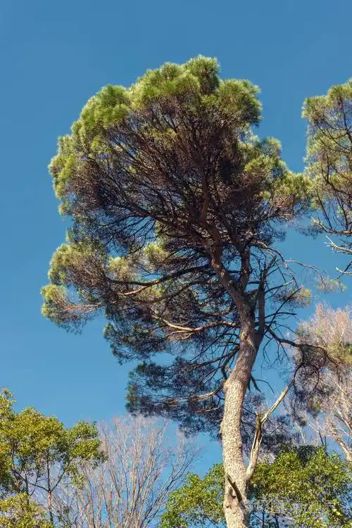 大松树蓝天背景
