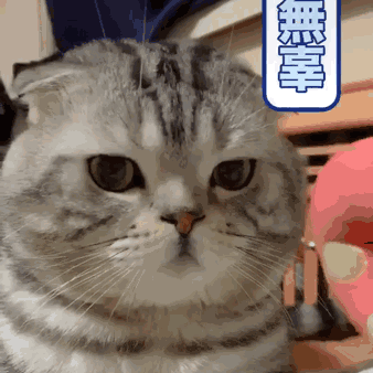 338_338gif 动态图 动图