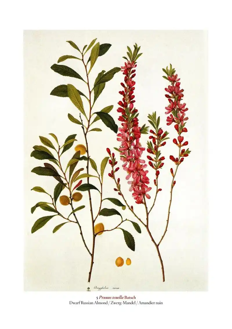 a garden eden #花卉图案 #插画分享#艺术设计 - 抖音