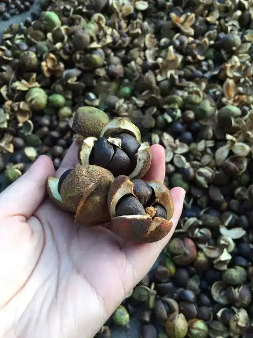 "油茶拓展课学习"二三事