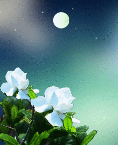 399_492gif 动态图 动图