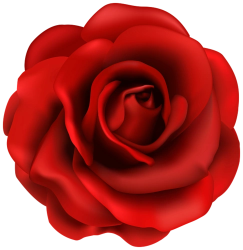 png素材 免抠图 红色 玫瑰 情人节素材