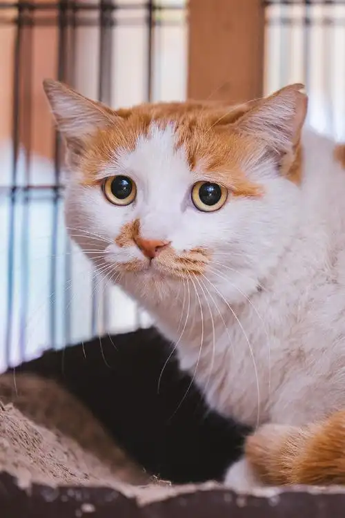 萌宠奇妙乐园##橘猫