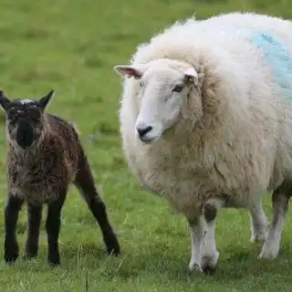 2016年7月24日山羊和绵羊