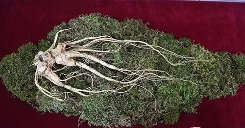 "世界参王"价值几千万!净重600克,参龄200年,发现于长白山