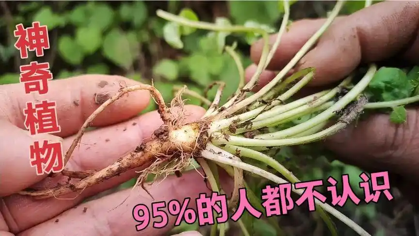 农村神奇的野生植物还阳参,根茎似人参,挖回家泡水喝,效果很好-三农