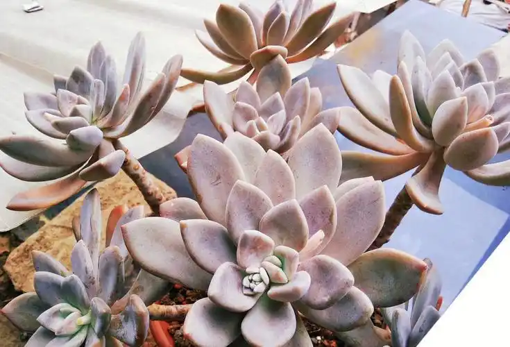 冬美人多久长成老桩(冬美人如何养成老桩出漂亮状态)