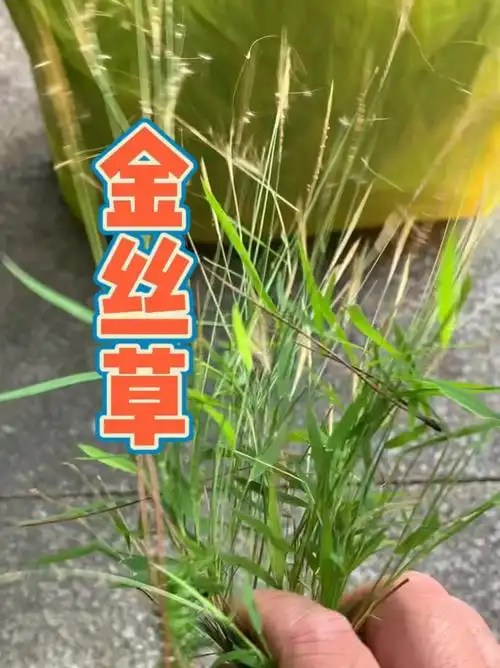 金丝草黄毛草毛毛草笔仔草