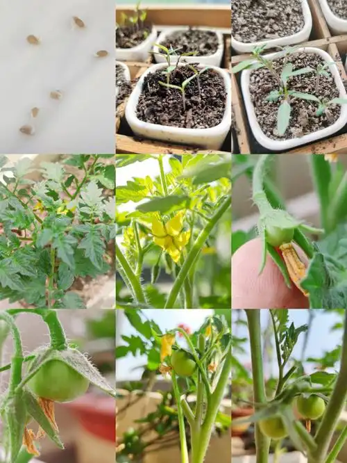 吃到好吃的番茄快把种子吐出来