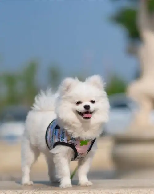 形态各异的博美犬,优雅,甜美,长得那么好看,为什么很少人养呢?