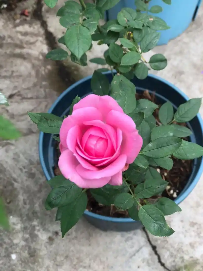 淑女 月季 这款月季种的人不多,但实在优点很多 我这棵是激素苗,一直