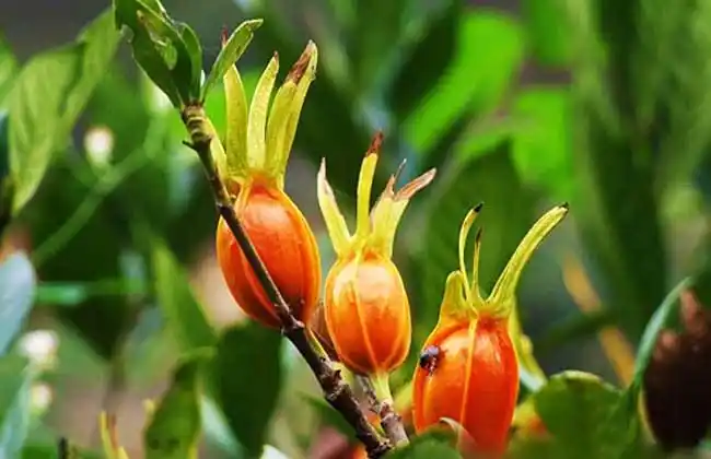 山栀子的功效与作用