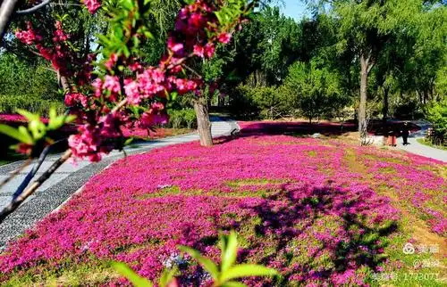 粉色花海一东小口休闲公园(许锋秀的拍摄于4月26日)